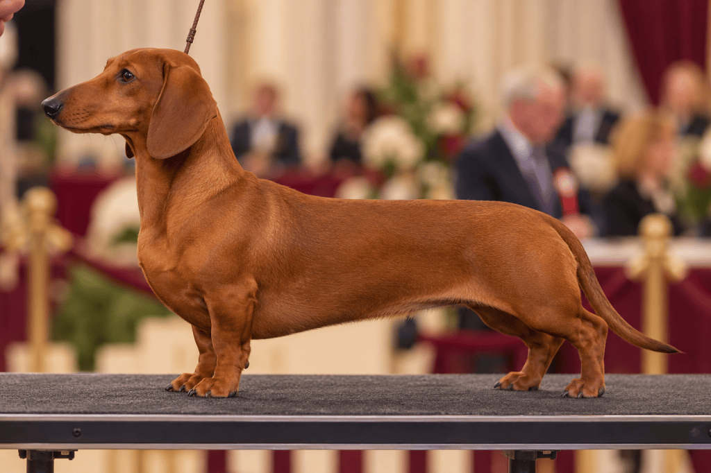 Ein eleganter roter Kurzhaardackel auf einer Hundeschau